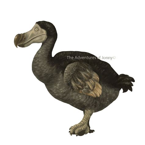 gif dodo